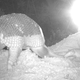 Illustration for article titled Our first glimpse emever/em of a baby giant armadillo